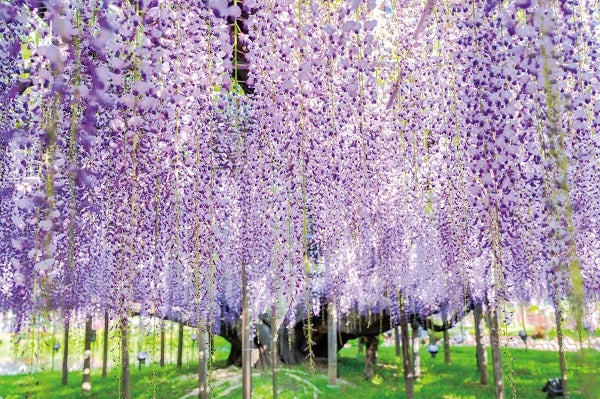 感動の花景色!3つの名所を巡る旅 2泊3日2